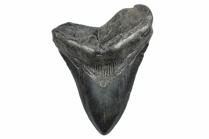 Fossil Megalodon Tooth - South Carolina #275826